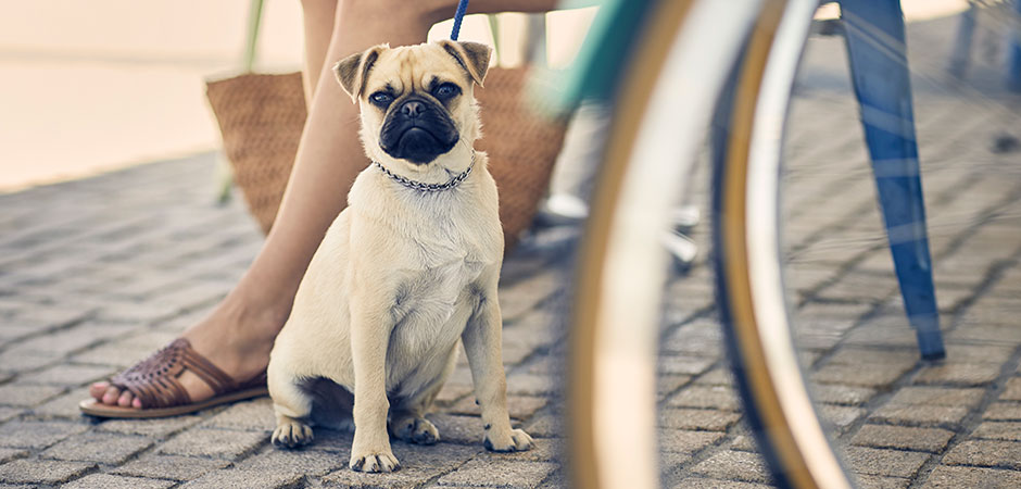 Pug on Lead